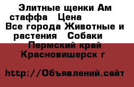 Элитные щенки Ам.стаффа › Цена ­ 25 000 - Все города Животные и растения » Собаки   . Пермский край,Красновишерск г.